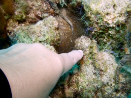 Pederson Shrimp and Corkscrew Anemone IMG 7304